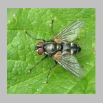 Thelaira nigrina - Raupenfliege 01.jpg